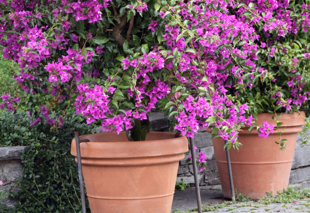 Bugenvileja v glinenih loncih