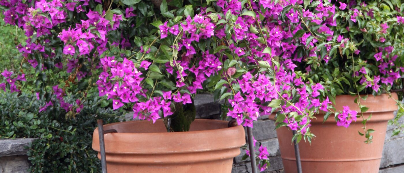 Bugenvileja v glinenih loncih