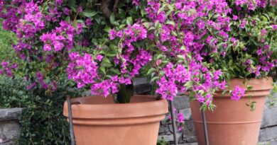 Bugenvileja v glinenih loncih