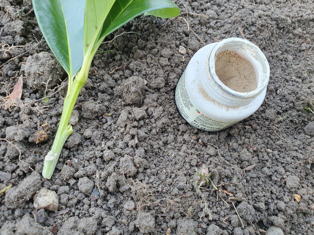 Če imamo možnost, lahko spodnji del potaknjenec pomočimo v sredstvo za ukoreninjenje, kar pospeši rast korenin