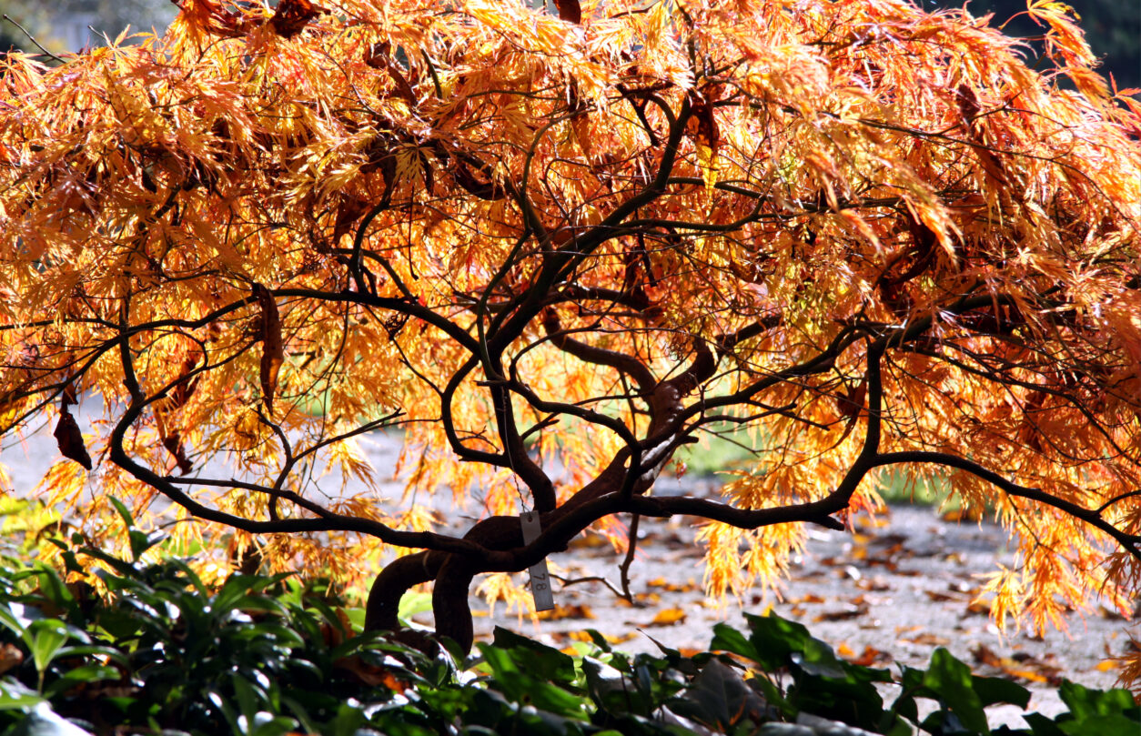 Pahljačasti javor v jeseni (Acer palmatum) 'Dissectum Atropurpureum'popoldanskem času, pri nizki vrsti pahljačasteega javorja (Acer palmatum)