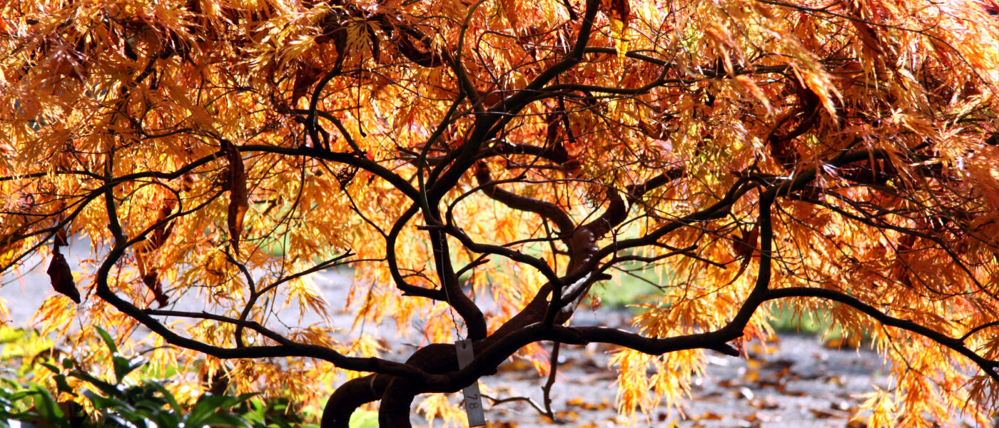 Pahljačasti javor v jeseni (Acer palmatum) 'Dissectum Atropurpureum'popoldanskem času, pri nizki vrsti pahljačasteega javorja (Acer palmatum)