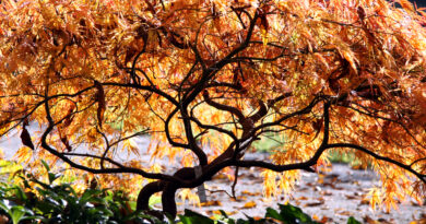 Pahljačasti javor v jeseni (Acer palmatum) 'Dissectum Atropurpureum'popoldanskem času, pri nizki vrsti pahljačasteega javorja (Acer palmatum)