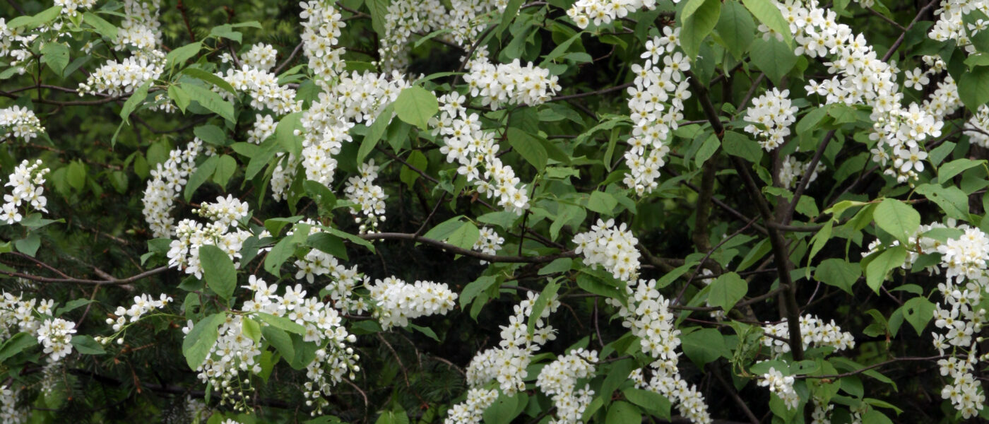 Cvetovi čremse (Prunus padus ssp. padus) v času cvetenja