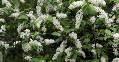 Cvetovi čremse (Prunus padus ssp. padus) v času cvetenja