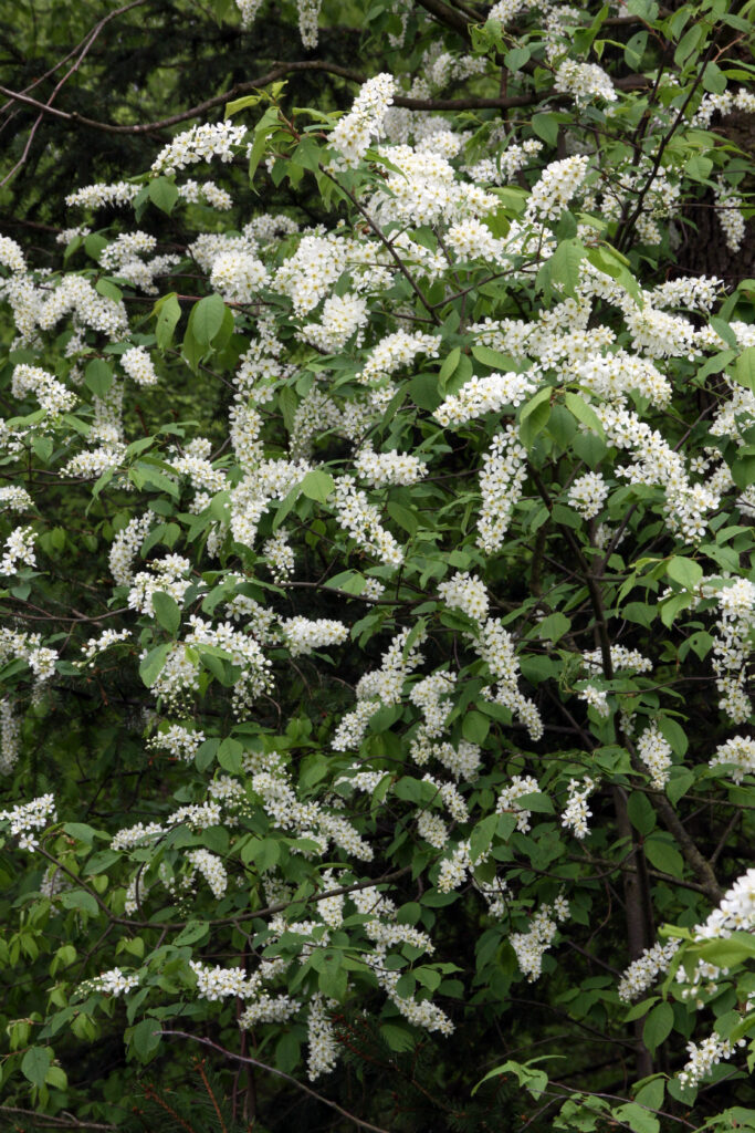 Cvetovi čremse (Prunus padus ssp. padus) v času cvetenja