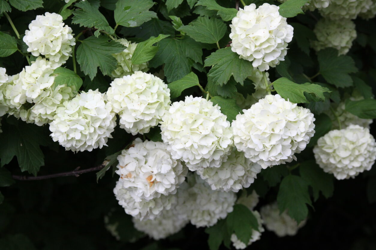 Cvetovi okrasne kaline (Viburnum opulus ‘Roseum’)