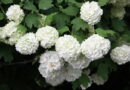 Cvetovi okrasne kaline (Viburnum opulus ‘Roseum’)