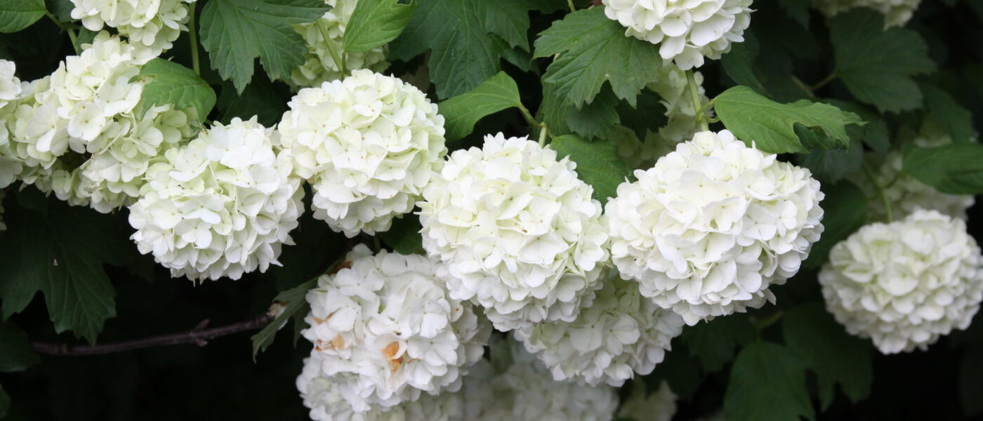 Cvetovi okrasne kaline (Viburnum opulus ‘Roseum’)