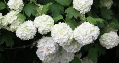 Cvetovi okrasne kaline (Viburnum opulus ‘Roseum’)
