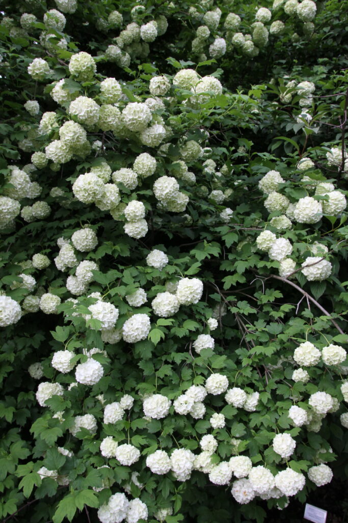 Okrasna kalina se lepo poda v, žive meje