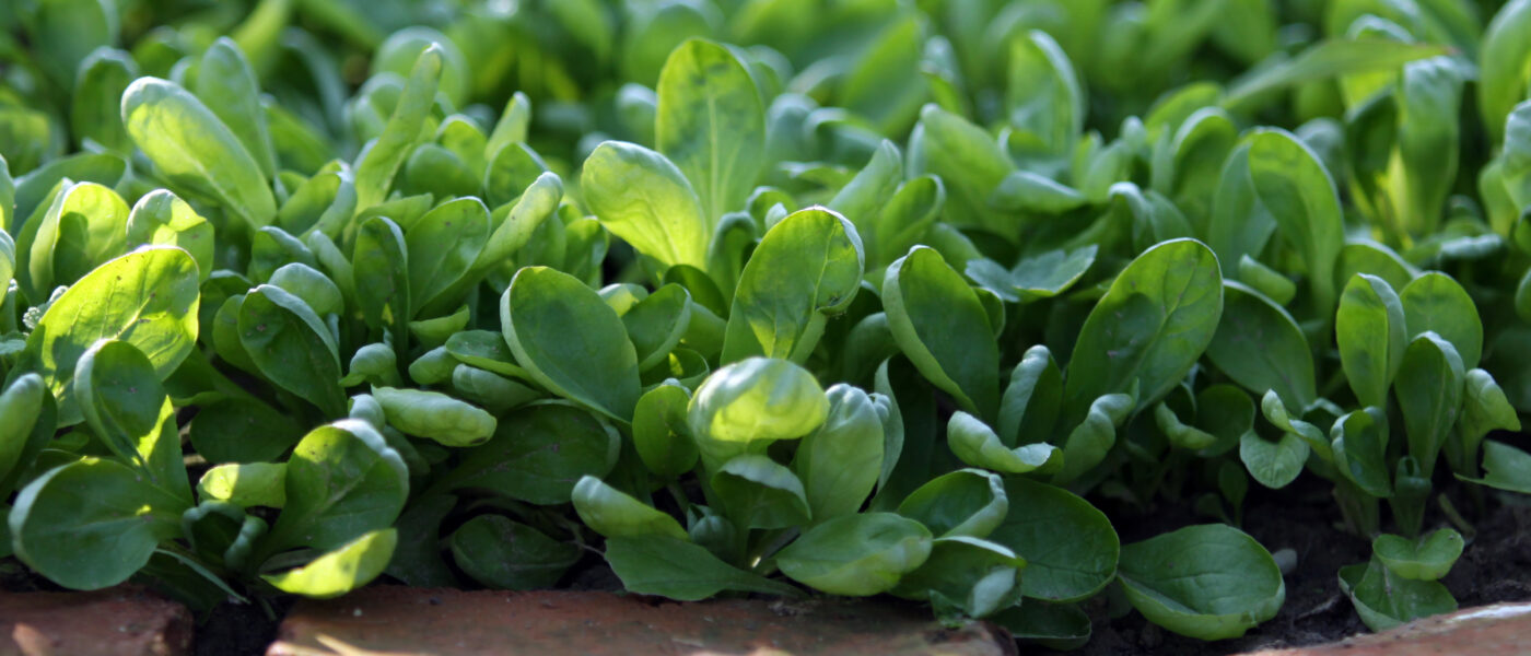 Gosta setev motovilca sorte Žličar