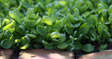 Gosta setev motovilca sorte Žličar