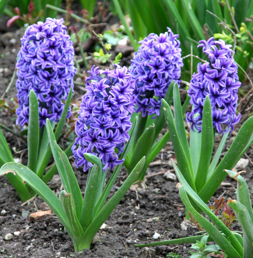 Hijacinte z modrimi cvetovi