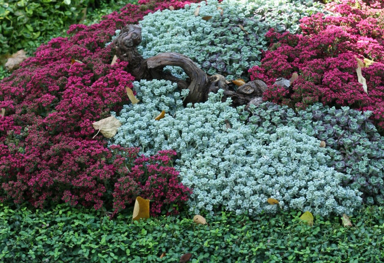 Jesenska nagrobna zasaditev s kombinacijo vrese, homulic in srebrnkastega smilja