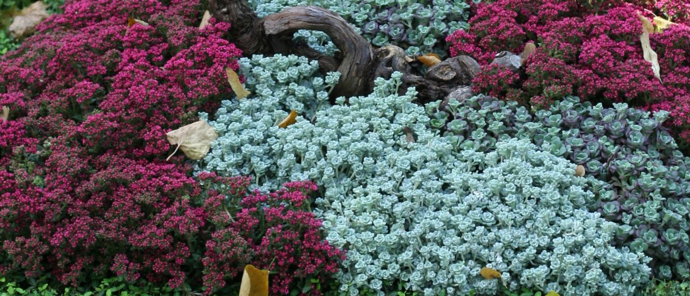 Jesenska nagrobna zasaditev s kombinacijo vrese, homulic in srebrnkastega smilja