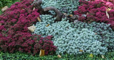 Jesenska nagrobna zasaditev s kombinacijo vrese, homulic in srebrnkastega smilja