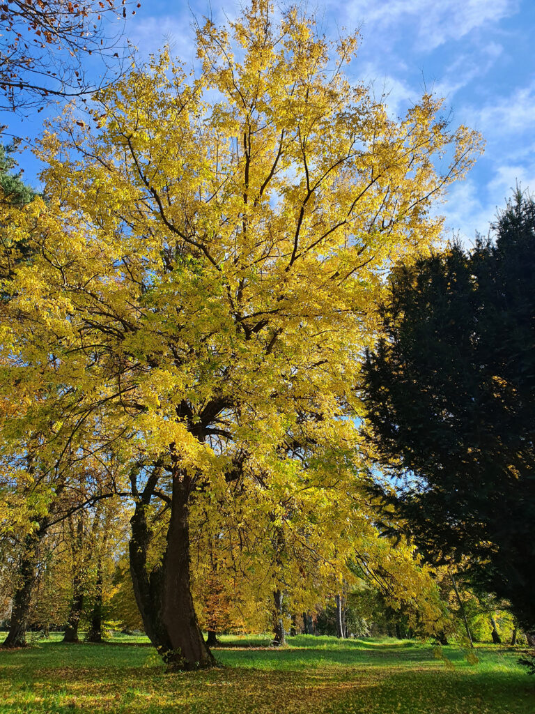 Koprivovec, ameriški (Celtis Occidentalis)