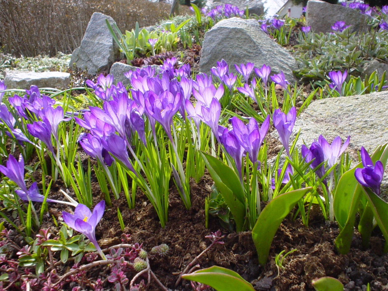 Krokosi ali žafrani so zgodaj cvetoče čebulice