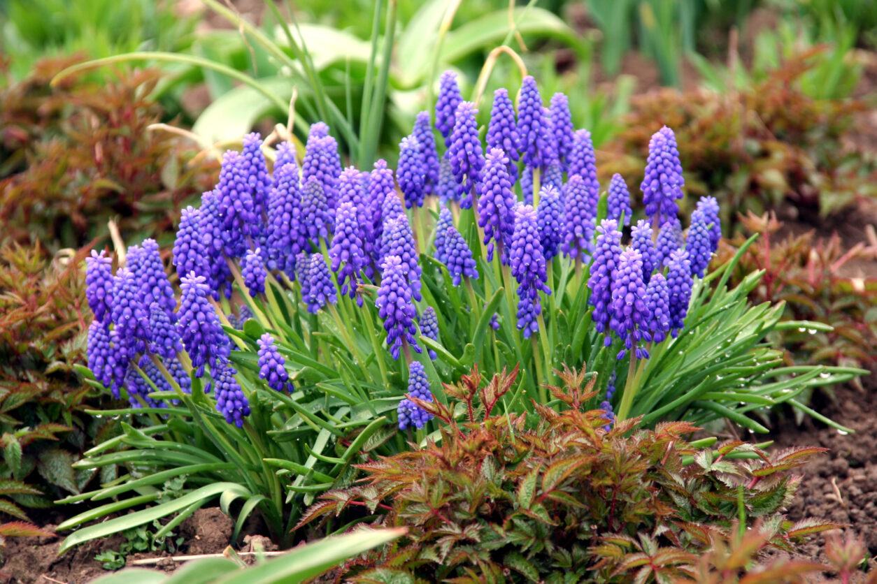 Modrice (Muscari) – drobni modri cvetovi za obrobe in prehode