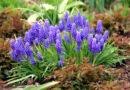 Modrice (Muscari) – drobni modri cvetovi za obrobe in prehode