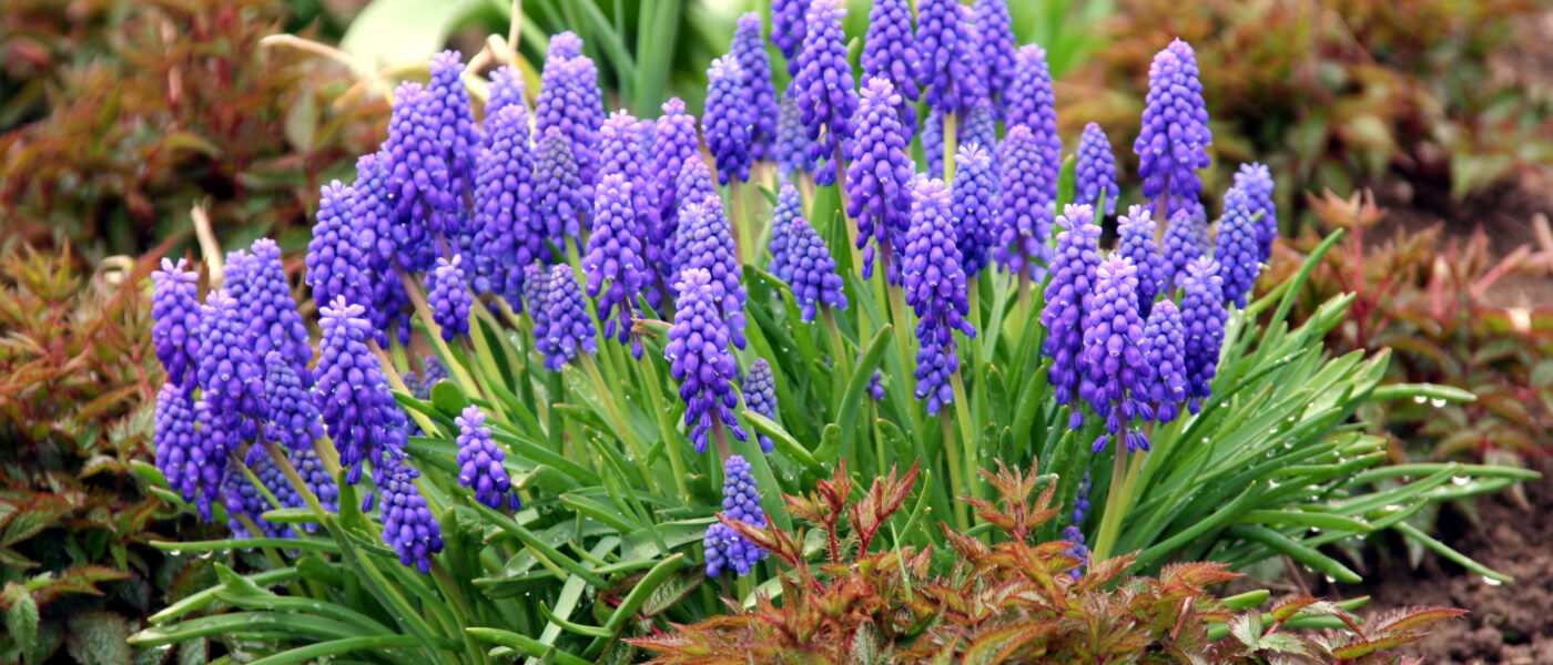 Modrice (Muscari) – drobni modri cvetovi za obrobe in prehode