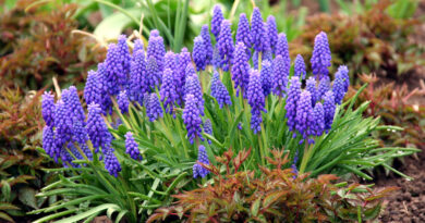 Modrice (Muscari) – drobni modri cvetovi za obrobe in prehode