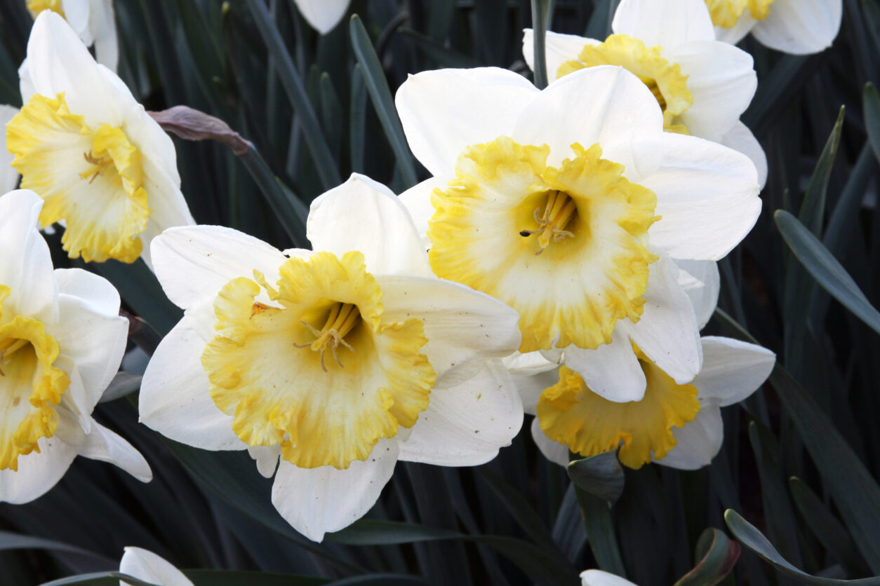 Narcisa, srednje pozno cvetoč kultivar, Slim Whitman 