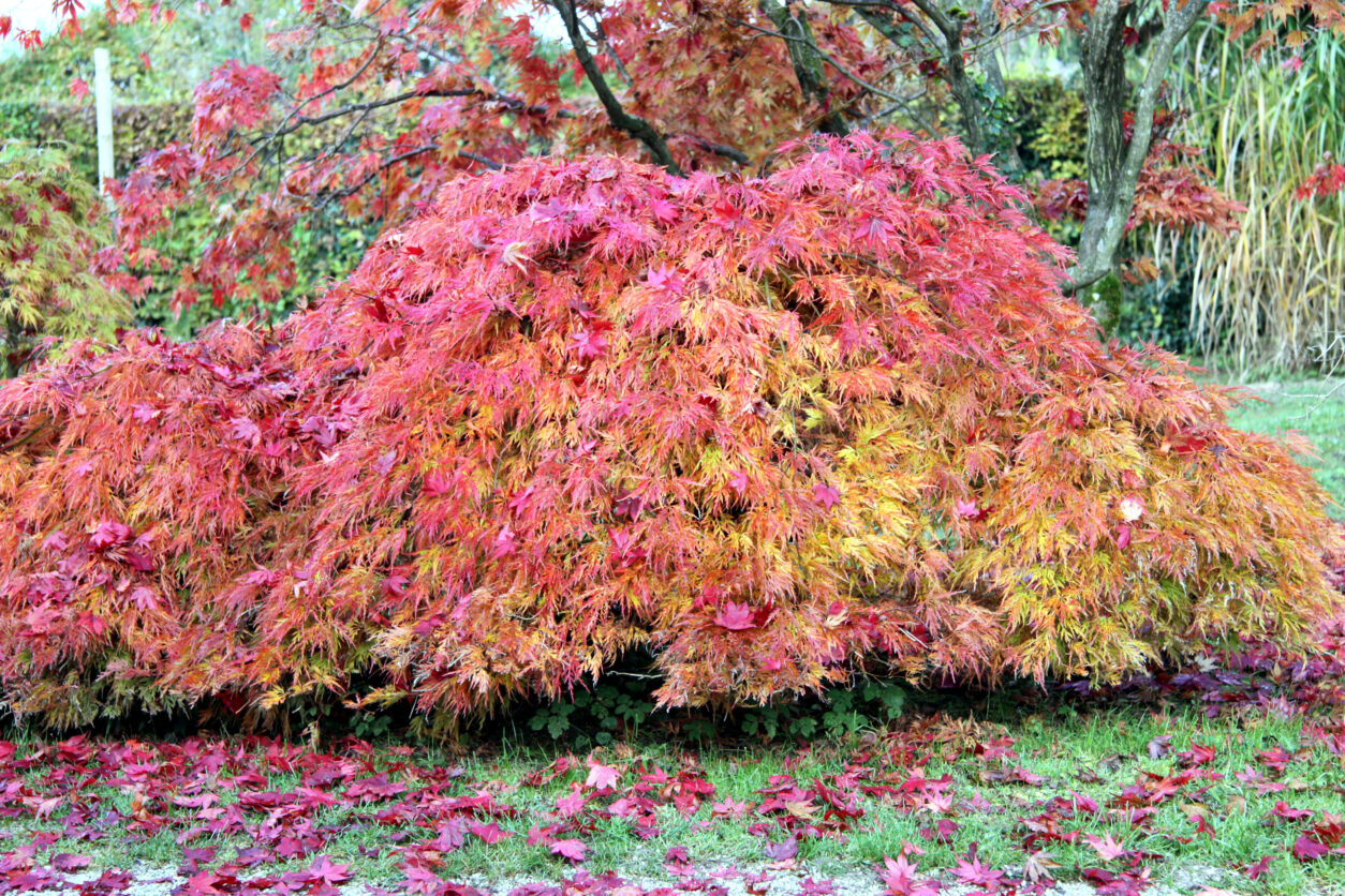 Pahljačasti javor (Acer dissectum Atropurpureum)