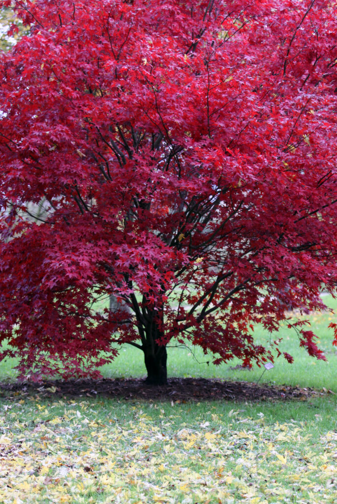 Pahljačasti javor (Acer palmatum) 'Atropurpureum', rdečelistni