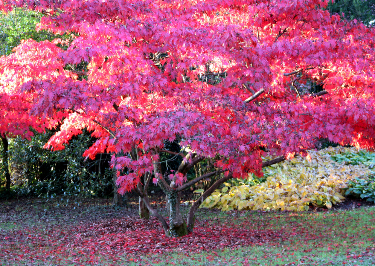 Pahljačasti javor Korejski Coreanum (Acer palmatum)