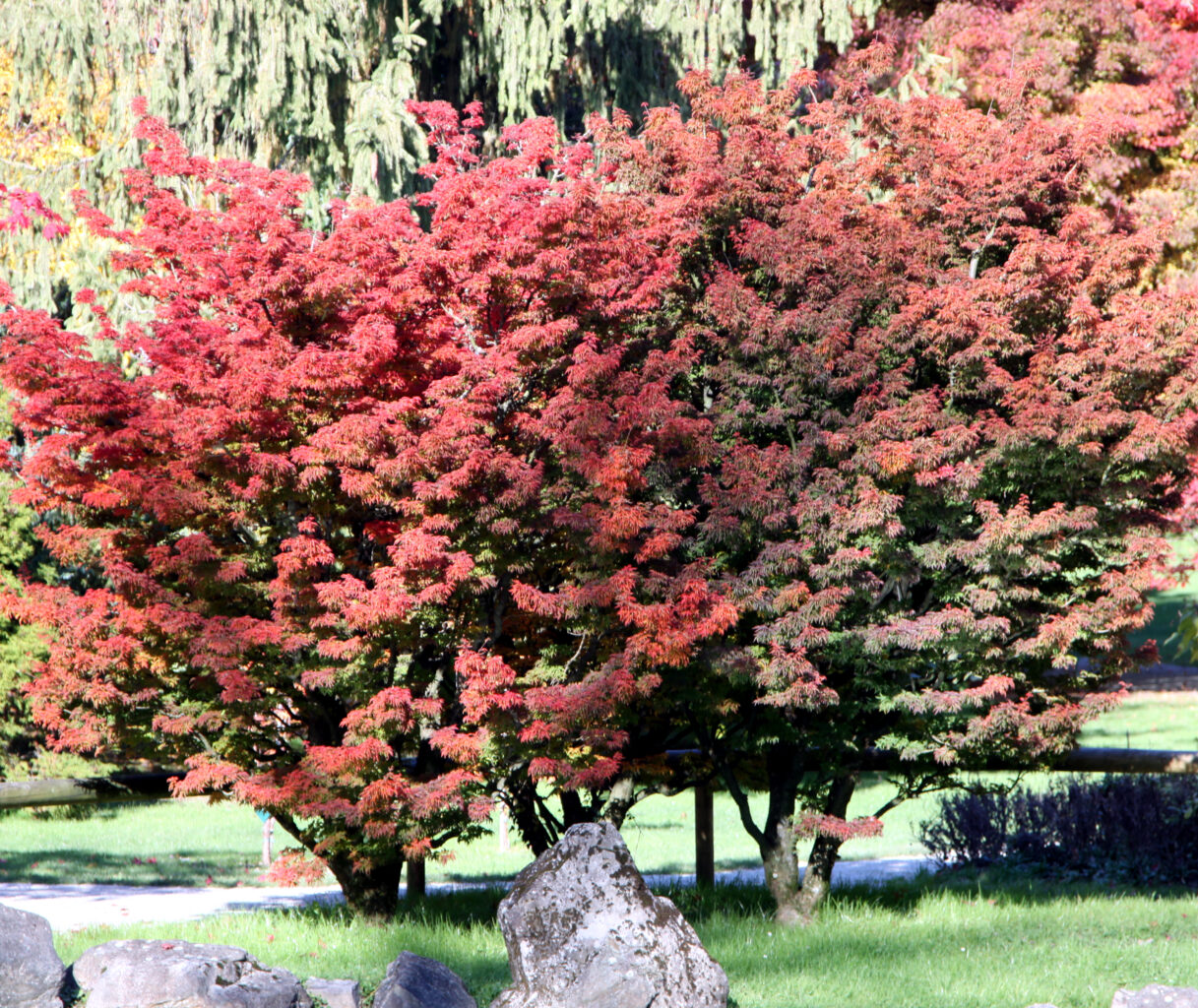 Pahljačasti javor Ribezolistni Ribesifolium (Acer palmatum)