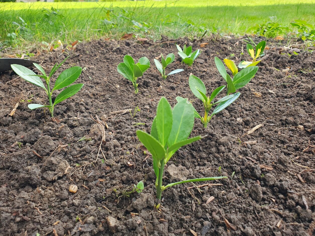 Podtaknjenci lovorikovca, na senčni gredici v oktobru