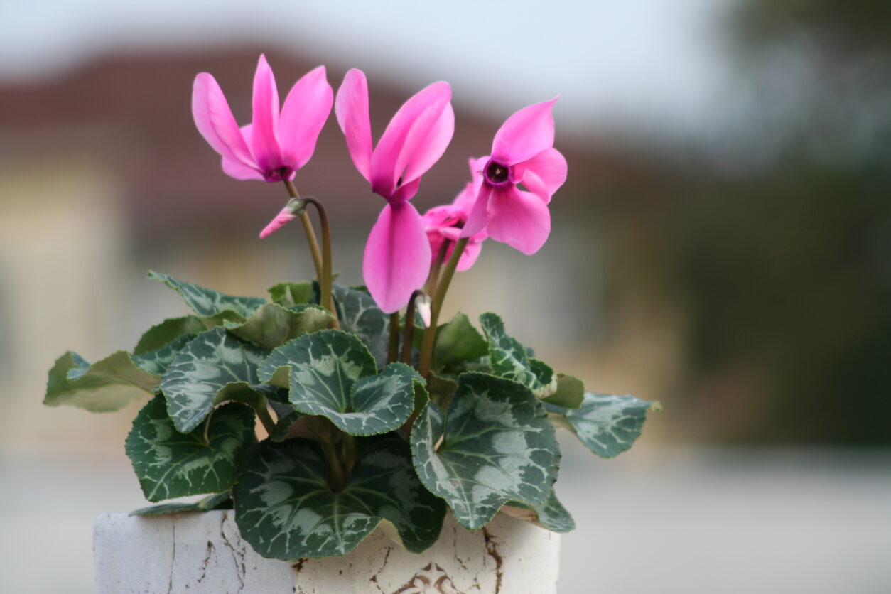 Rožnata ciklama v okrasnem loncu na terasi, jesenska cvetoča rastlina z marmoriranimi listi