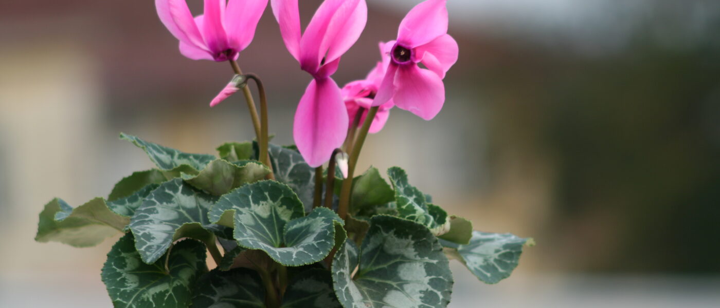Rožnata ciklama v okrasnem loncu na terasi, jesenska cvetoča rastlina z marmoriranimi listi