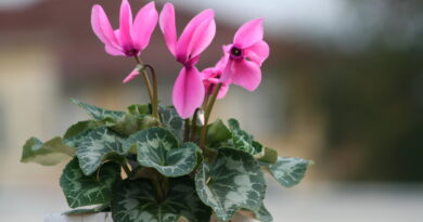 Rožnata ciklama v okrasnem loncu na terasi, jesenska cvetoča rastlina z marmoriranimi listi
