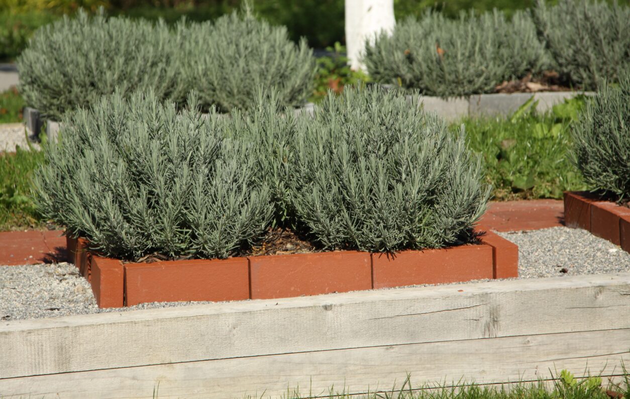 Sivka je nezahtevna, vendar za ohranjanje lepe oblike potrebuje redno obrezovanje