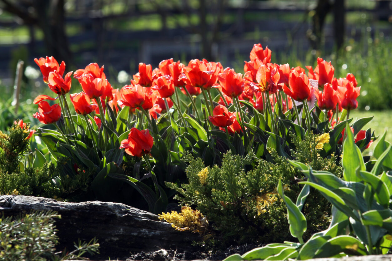 Skupina zgodnjih tulipanov z rdečimi svetovi