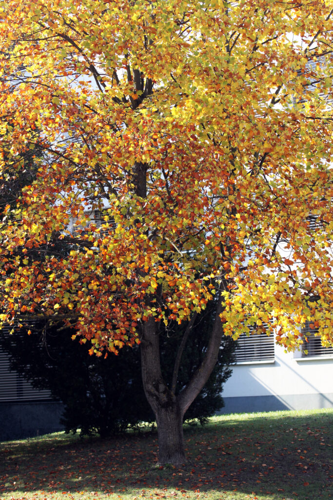 Tulipanovec (Liliondendron tulipifera)