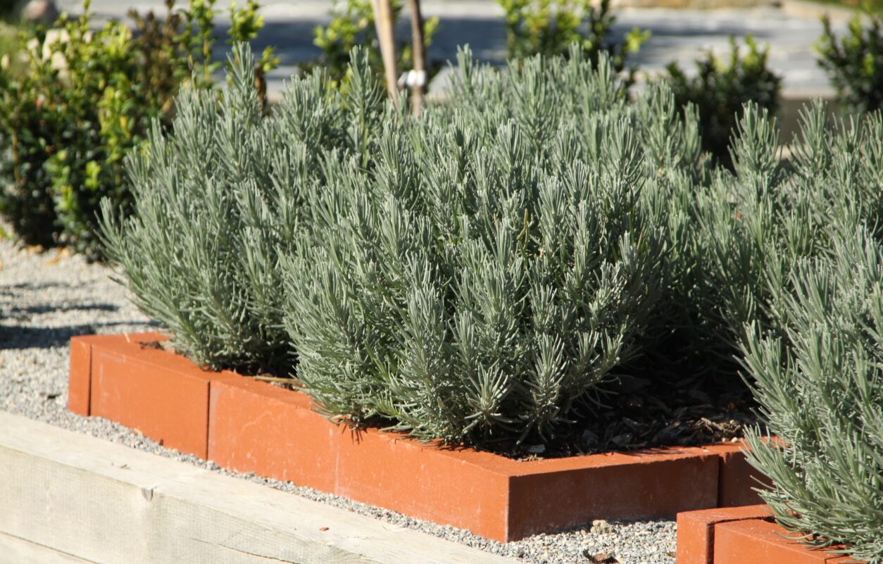 Urejena gredica s sivko v opečnem okvirju