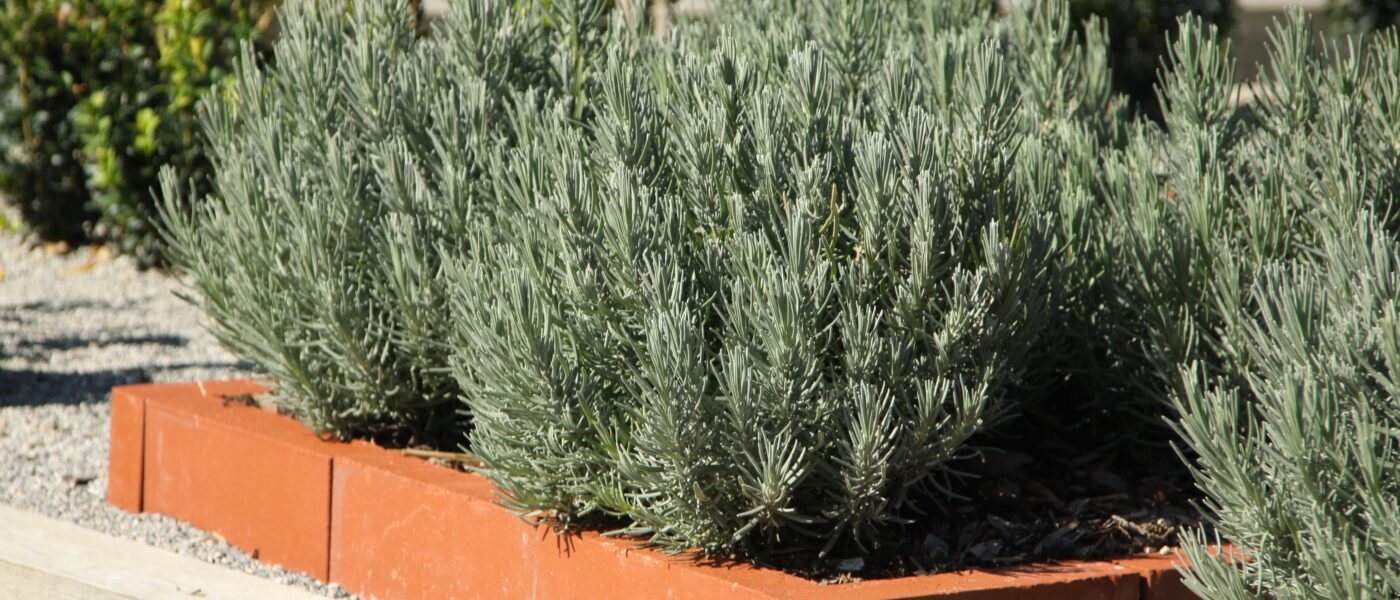 Urejena gredica s sivko v opečnem okvirju