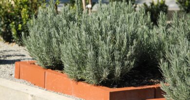 Urejena gredica s sivko v opečnem okvirju