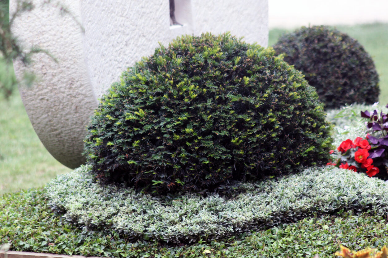 Urejena nagrobna gredica z zimzelenimi rastlinami