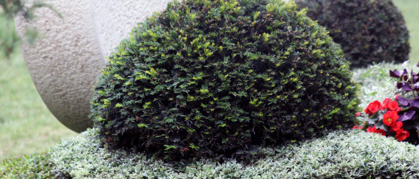 Urejena nagrobna gredica z zimzelenimi rastlinami