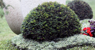 Urejena nagrobna gredica z zimzelenimi rastlinami