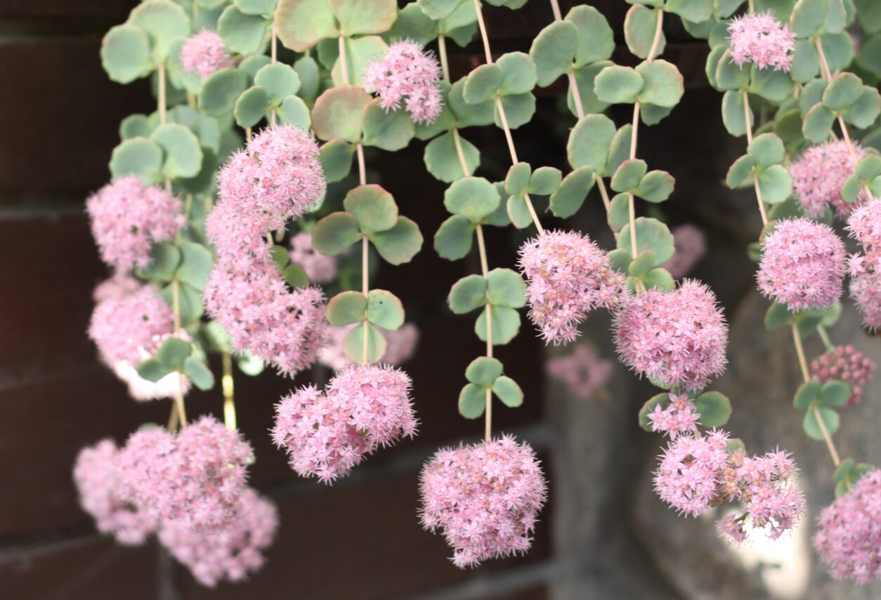 Viseča homulica (Sedum sieboldii)