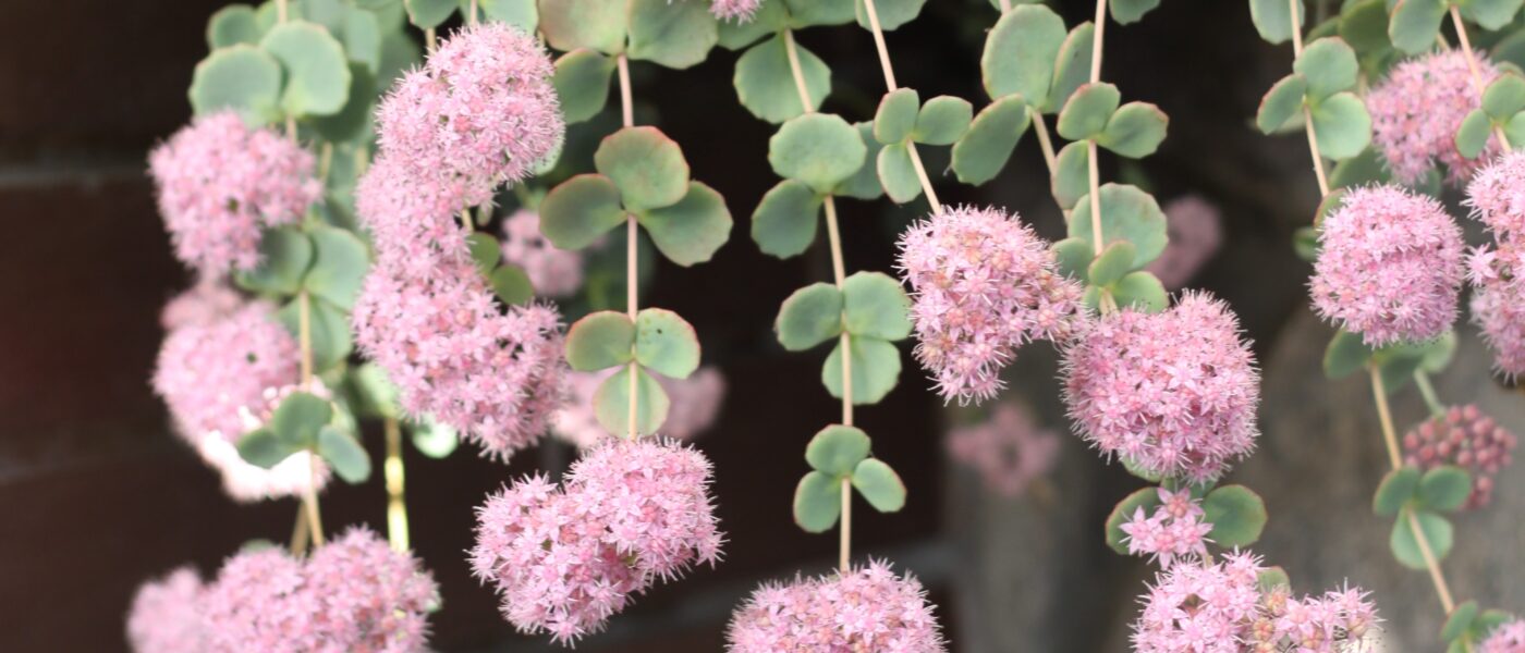 Viseča homulica (Sedum sieboldii)