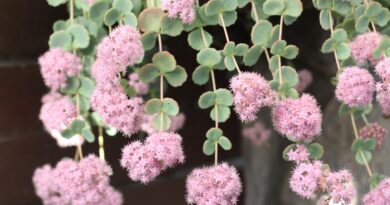 Viseča homulica (Sedum sieboldii)