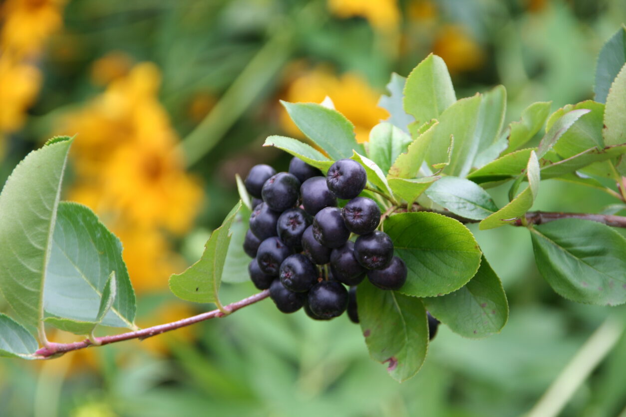 Zreli plodovi aronije (Aronia melanocarpa) na grmu