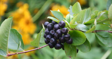 Zreli plodovi aronije (Aronia melanocarpa) na grmu